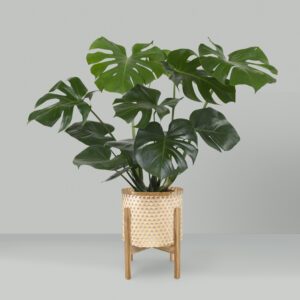 Monstera deliciosa plant in a pot